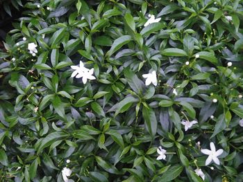 Close-up of white flowering plants