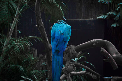 Close-up of macaw perching on branch