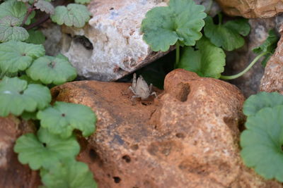 High angle view of insect on leaves