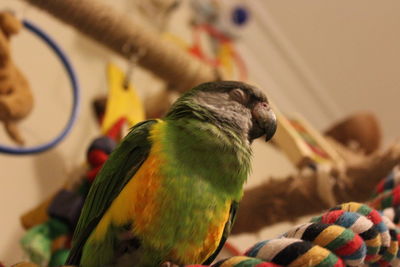 Close-up of parrot perching