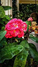Close-up of raindrops on pink rose flower