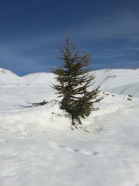 Snow covered landscape