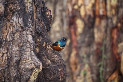 Close-up of a bird on tree trunk