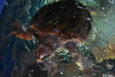 Close-up of fish swimming in sea