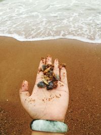 Cropped hand holding seashells on shore at beach