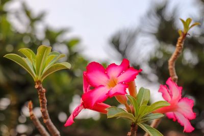 Close-up of pink flowering plant