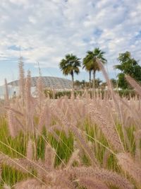 Scenic view of greenery against sky at louver abu dhabi 