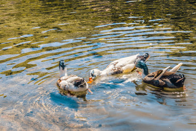 Ducks swimming in lake