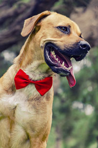 Close-up of dog looking away