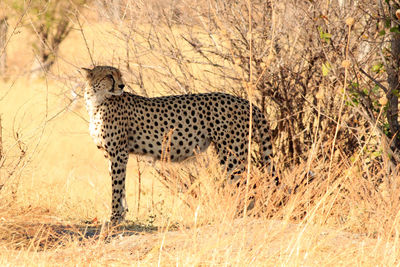 Side view of a cheetah on field