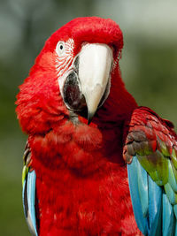 Close-up of scarlet macaw perching outdoors