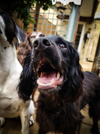 Close-up of black dog