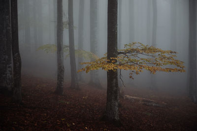 Trees in forest during foggy weather