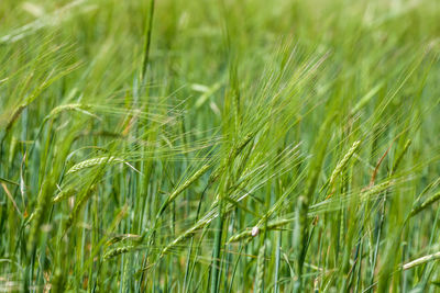 Close-up of crops growing on field