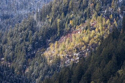 High angle view of pine trees in forest