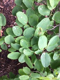 High angle view of raindrops on leaves