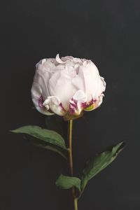 Close-up of pink rose flower against black background