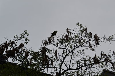 Low angle view of bird perching on tree against clear sky