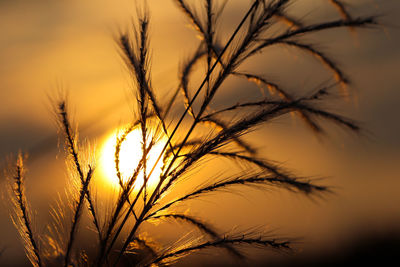 Close-up of stalks against sky at sunset