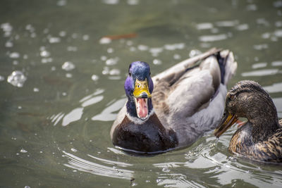 View of birds in water