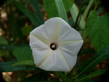 Close-up of white flowering plant