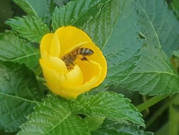 Close-up of honey bee on yellow flower