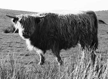 Cow standing in a field