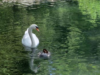 Swan swimming on lake