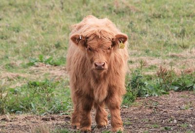 Portrait of highland cattle standing on field