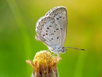 Close-up of butterfly pollinating on flower