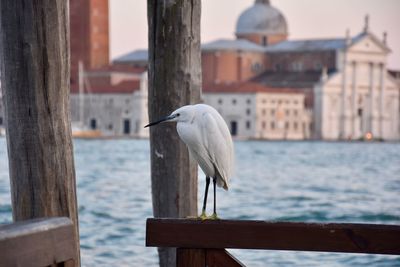 Bird perching on wooden post in sea