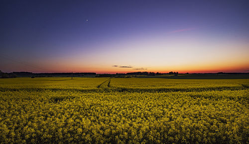 Scenic view of field against sky during sunset