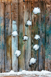 Close-up of snow covered tree trunk