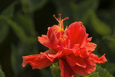 Close-up of red hibiscus blooming outdoors