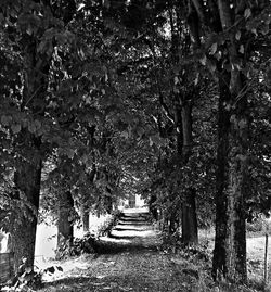 Footpath amidst trees