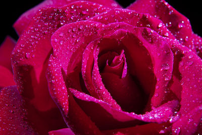 Close-up of wet pink rose