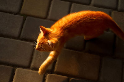 animal