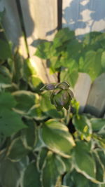 Close-up of green butterfly on plant