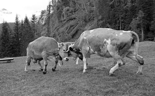 Horses standing in a field