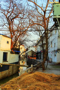 Bare trees in a house