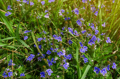 Close-up of purple flowering plants on field