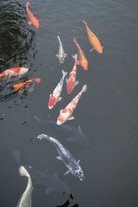 High angle view of koi carps swimming in water