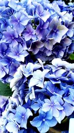 Close-up of blue hydrangea flowers