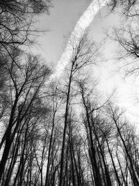 Low angle view of bare trees against sky