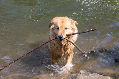 Portrait of dog in river