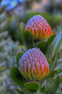 Close-up of flowers