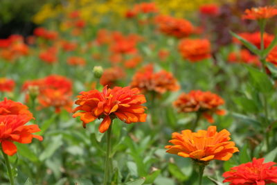 Close-up of red flowers