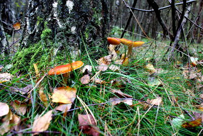 Close-up of mushroom on grass