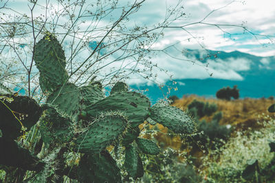 Low angle view of plant against sky