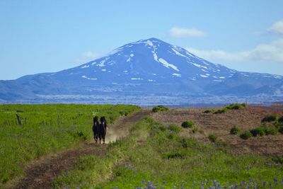 Scenic view of landscape